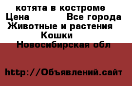 котята в костроме › Цена ­ 2 000 - Все города Животные и растения » Кошки   . Новосибирская обл.
